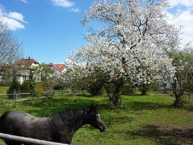 Ferienwohnung Diepold