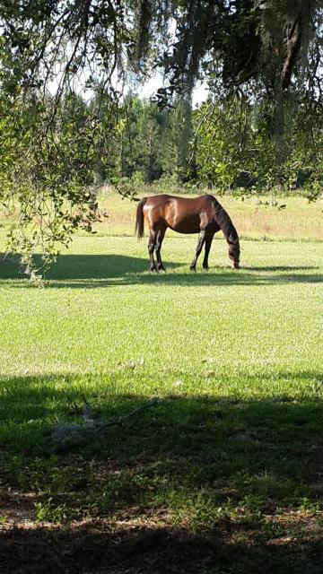 Kokomo Farms