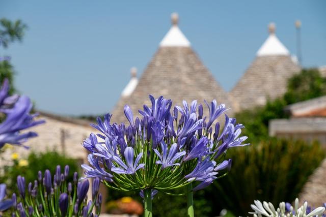 Trulli Oasi Fiorita - Exclusive Apulian Holidays