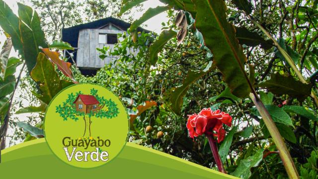 Guayabo Verde