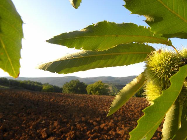 Agriristoro Podere S. Andrea