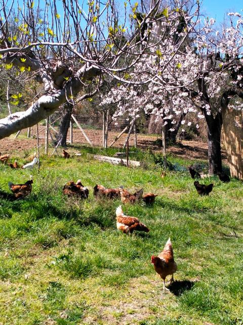 Azienda Agricola "Valle dell'Alento"