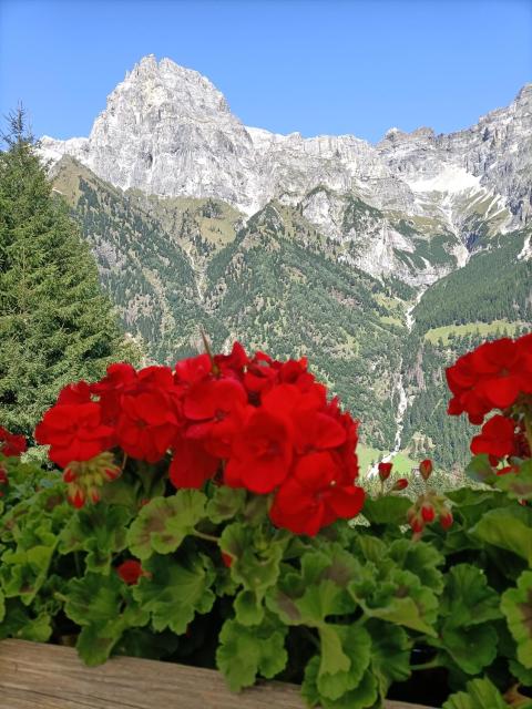 La Stella Alpina