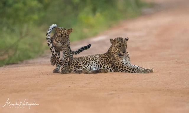 Leopard Corridor Yala