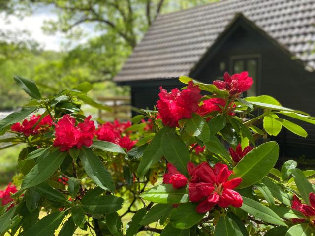 Burnbank Lodges