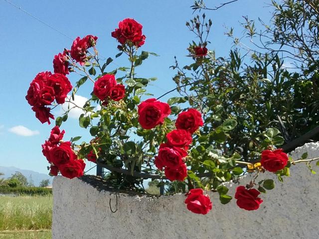 Country House L'Ippocastano