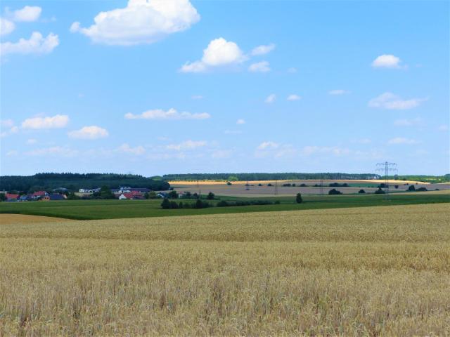 Grüner Baum