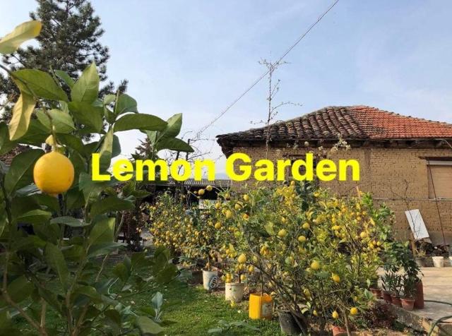 Lemon Garden