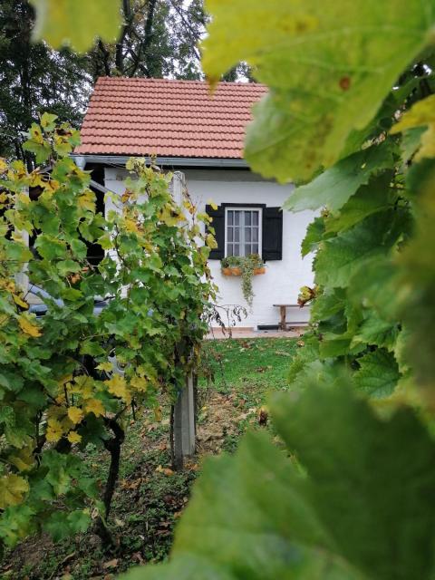 Rural house above the forest