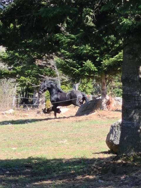 Horse Riding Club Pirin