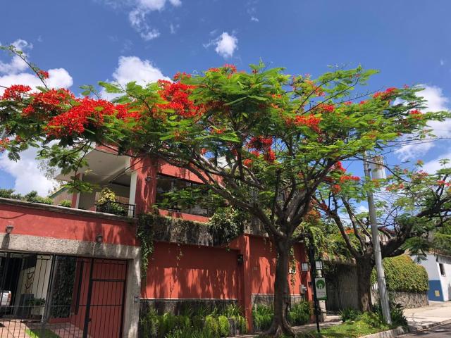 Hotel Arbol de Fuego