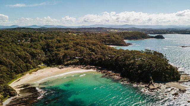 Treetops by the Sea