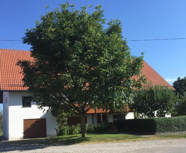 Ferienwohnung mit Garten im schönen Tannheim