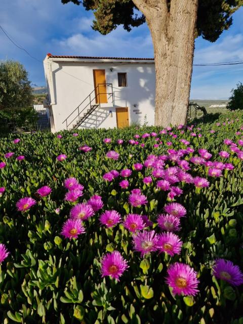 Casita of Casa Olivar