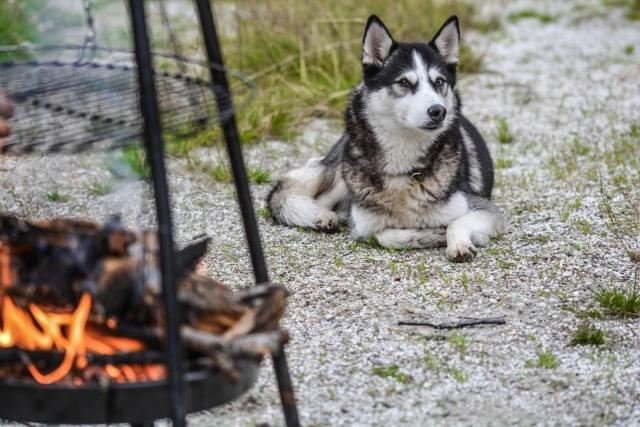 Söhredomizil Kaufunger Wald - Terrasse - Grill - WLAN - Hund - Spielplatz