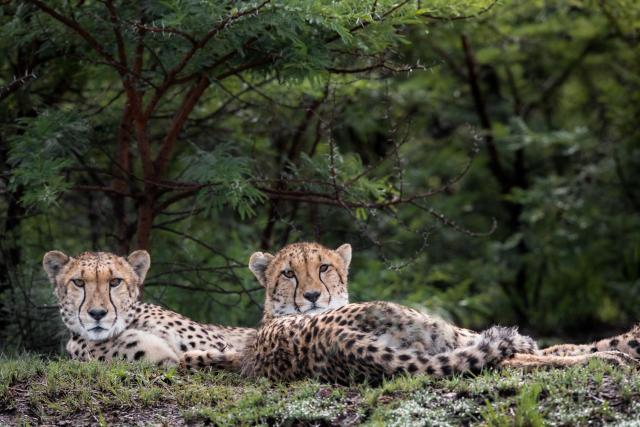 Cheetah Ridge Lodge