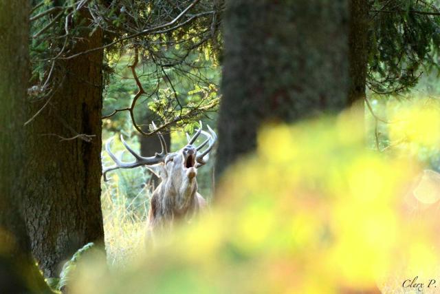 Les 12 bois du cerf