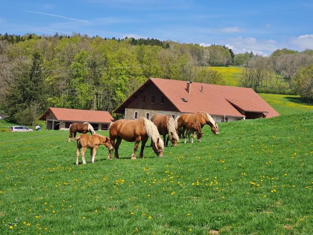 Gîte du cheval blanc