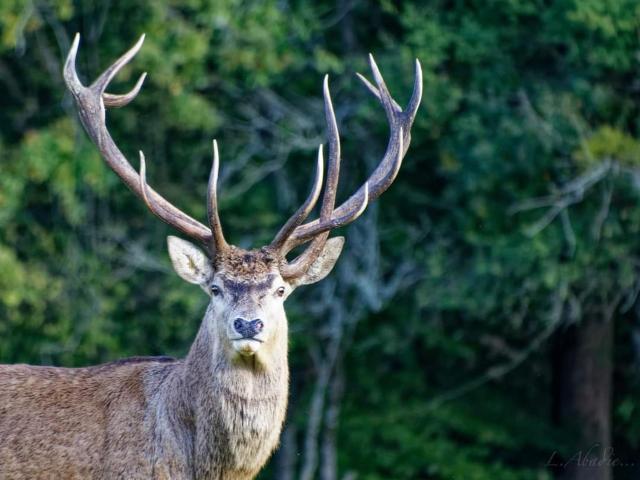 Le Logis de la Ferme aux Cerfs