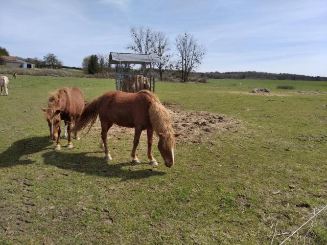 Insolite! Plusieurs Gîtes dans Ferme Equestre