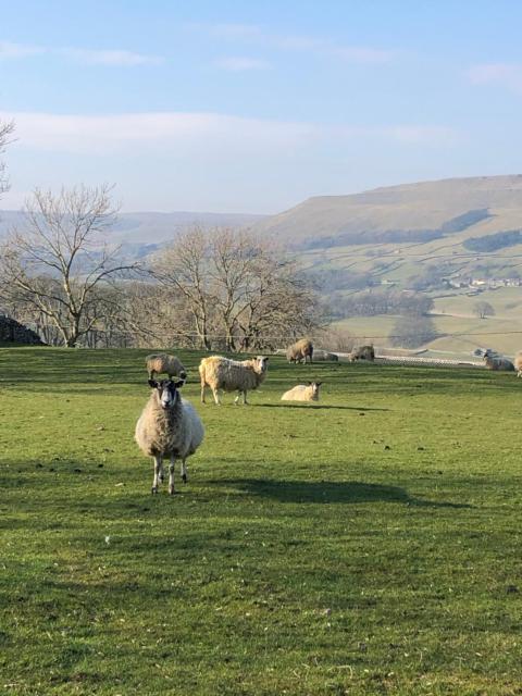 Quarry Cottage near Hawes, Yorkshire Dales, Pet free