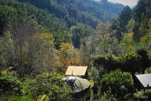 Green Man yurt