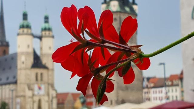 Budget rooms in Halle with shared bathroom, Free WiFi, Netflix & iPad