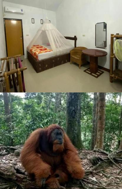 Brown Bamboo Guest house & trekking bukit Lawang