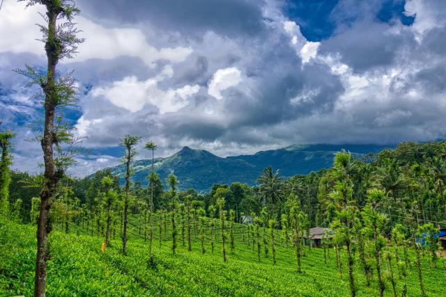 Ende Wayanad Resort