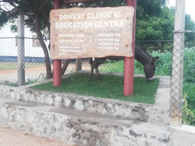 Donkey clinic and education center