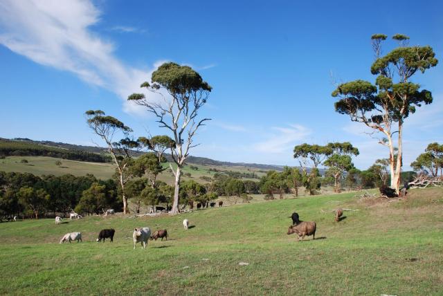 Back Valley Farmstay Bed and Breakfast