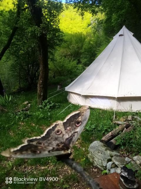 Grande Tente Tipi en pleine forêt