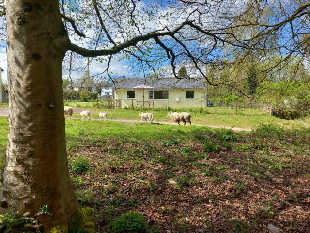 The Bungalow, Forest of Dean