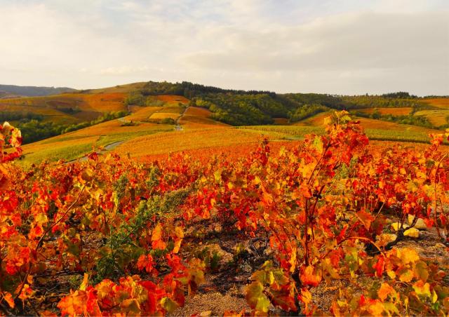 Le Panoramic Chiroubles Beaujolais