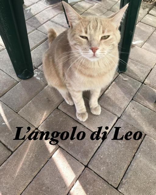 L'Angolo di Leo