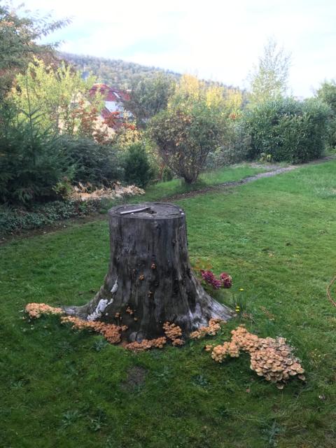 Idyllische Wohnung mitten in der Natur „ Haus Magnolia „