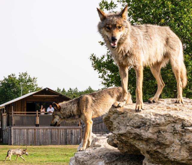 Lodges insolites chez RDV en Terre Animale