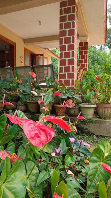 Blue Petal Homestay