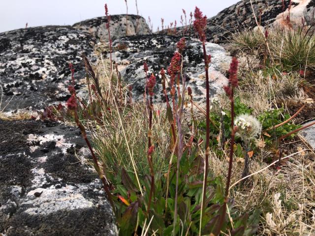 ISIKKIVIK Saarloq