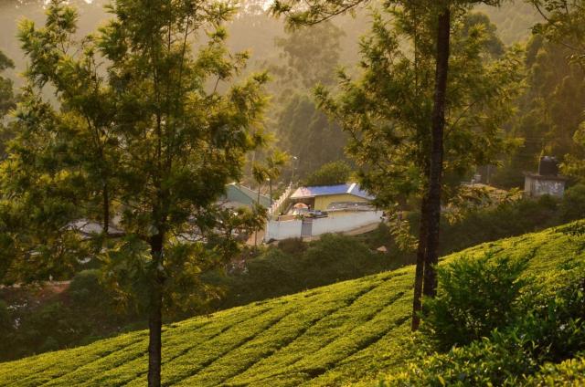 Munnar Valley View