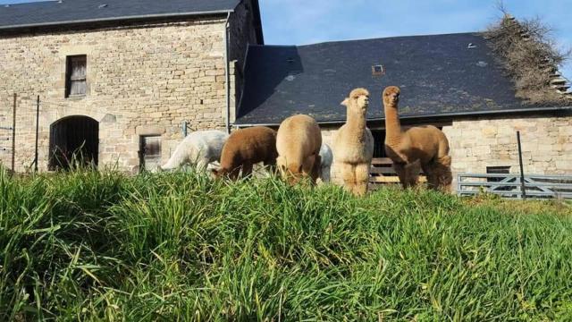 Gîte de France Des alpagas épis - Gîte de France 944