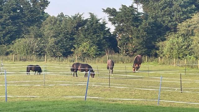 Tranquil Equestrian escape in our Vintage Caravan