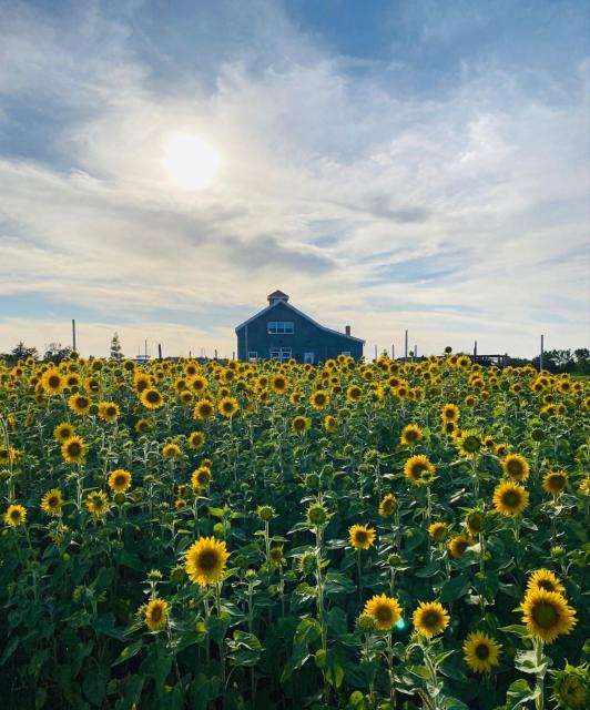 Fossil Farms Oceanside Retreat