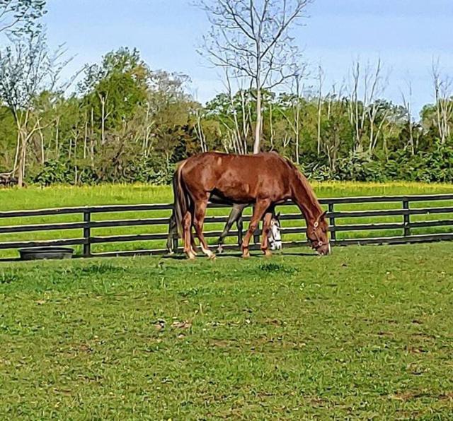 102 Acre Pet Friendly Horse Farm! Bring your horse too!