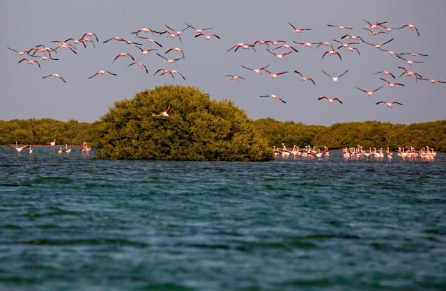 Flamingo Beach Hotel