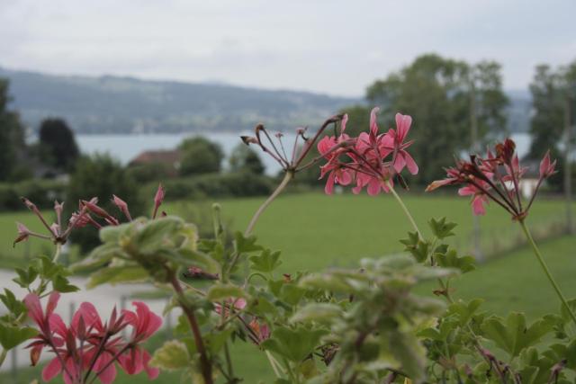 Rooming Green mit Seeblick