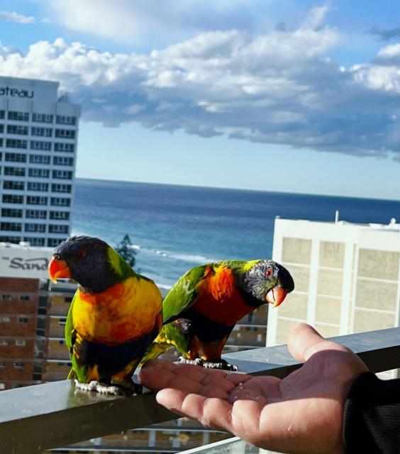 Top of The Mark - Top floor Apartment