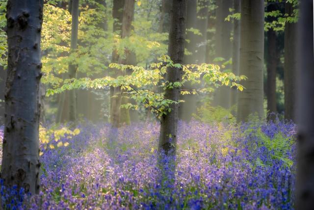 Bois de Hal