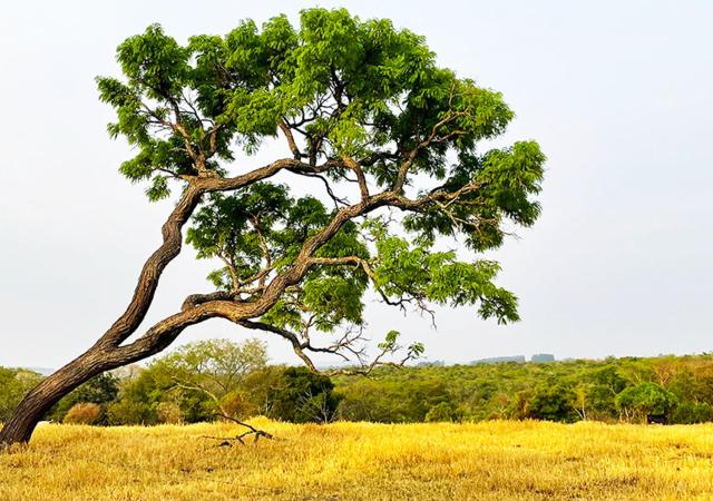 Sítio Vista Alegre