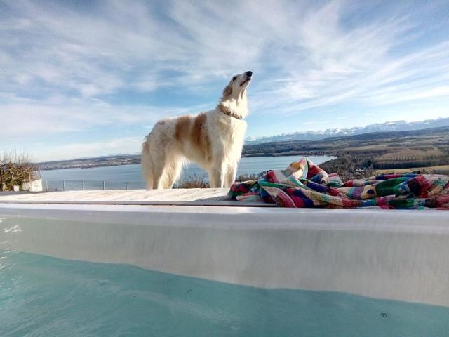 Swiss Borzoi House